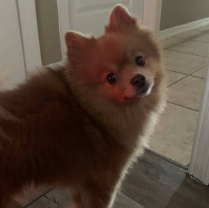 Meet your Posher, Jorge